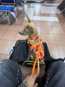 Todo el proceso fue de maravilla, desde el primer momento sentimos que íbamos a tener un viaje seguro con nuestro Pelichin.