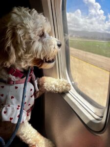 WhatsApp Image 2025-01-16 at 08.44.03